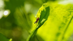 Reduviidae