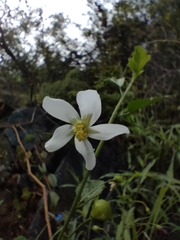 Hibiscus micranthus
