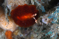 Madrella ferruginosa