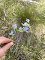 Thelymitra grandiflora