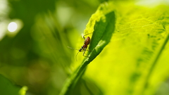 Reduviidae