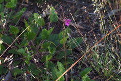 Pelargonium rodneyanum