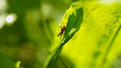 Reduviidae
