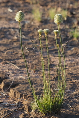 Ptilotus macrocephalus