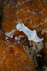 Trapania aureopunctata