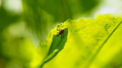 Reduviidae