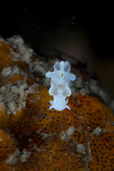 Trapania aureopunctata