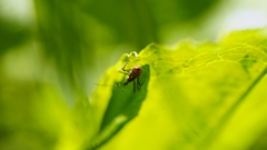 Reduviidae