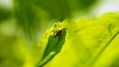 Reduviidae