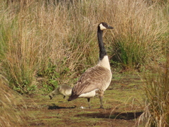 Branta canadensis maxima