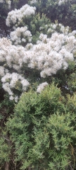 Melaleuca linariifolia