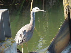 Egretta novaehollandiae novaehollandiae