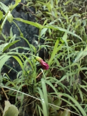 Hibiscus micranthus