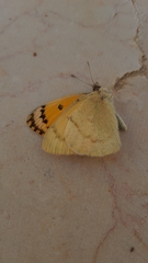 Colotis fausta