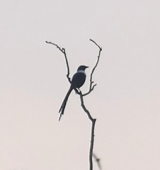 Streptocitta albicollis