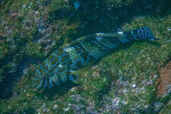 Cirrhitus rivulatus