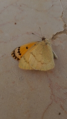 Colotis fausta