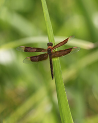 Neurothemis stigmatizans