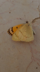 Colotis fausta
