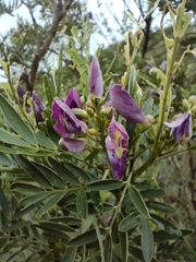Mundulea sericea