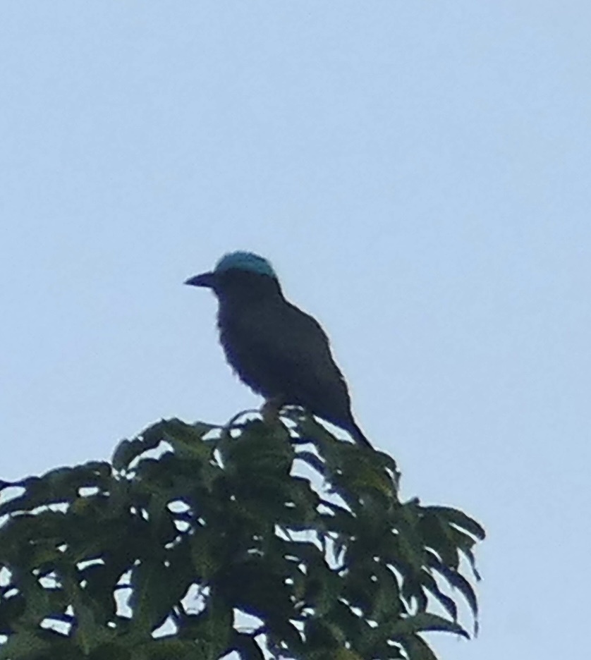 Purple-winged Roller (Coracias temminckii), photo 4