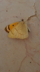 Colotis fausta