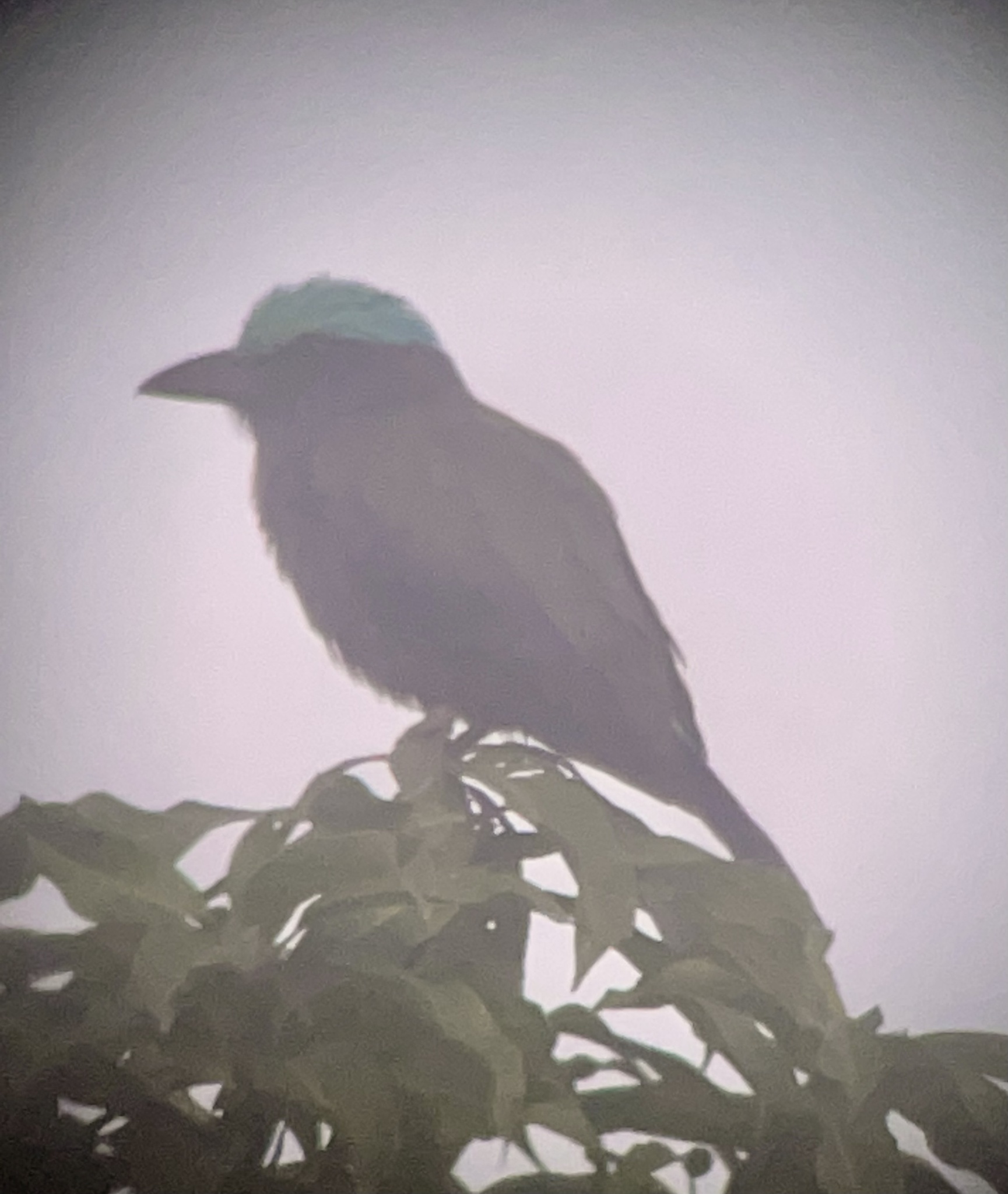 Purple-winged Roller (Coracias temminckii), photo 3