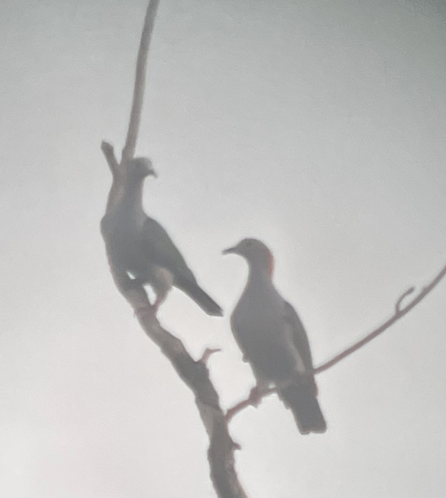 Green Imperial Pigeon