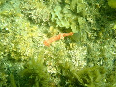 Plocamopherus imperialis