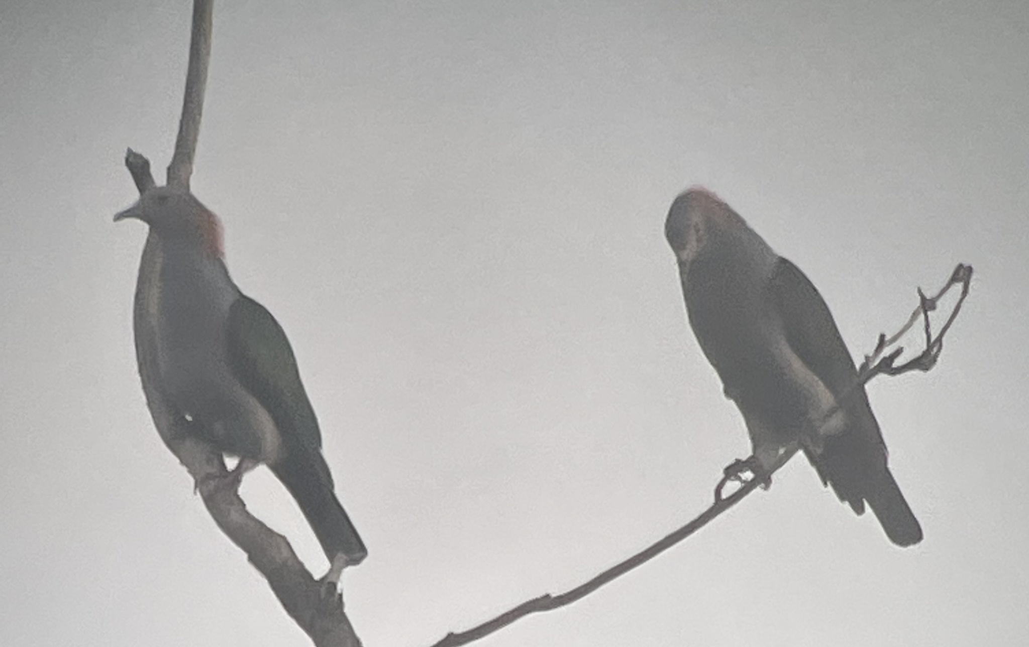 Green Imperial Pigeon