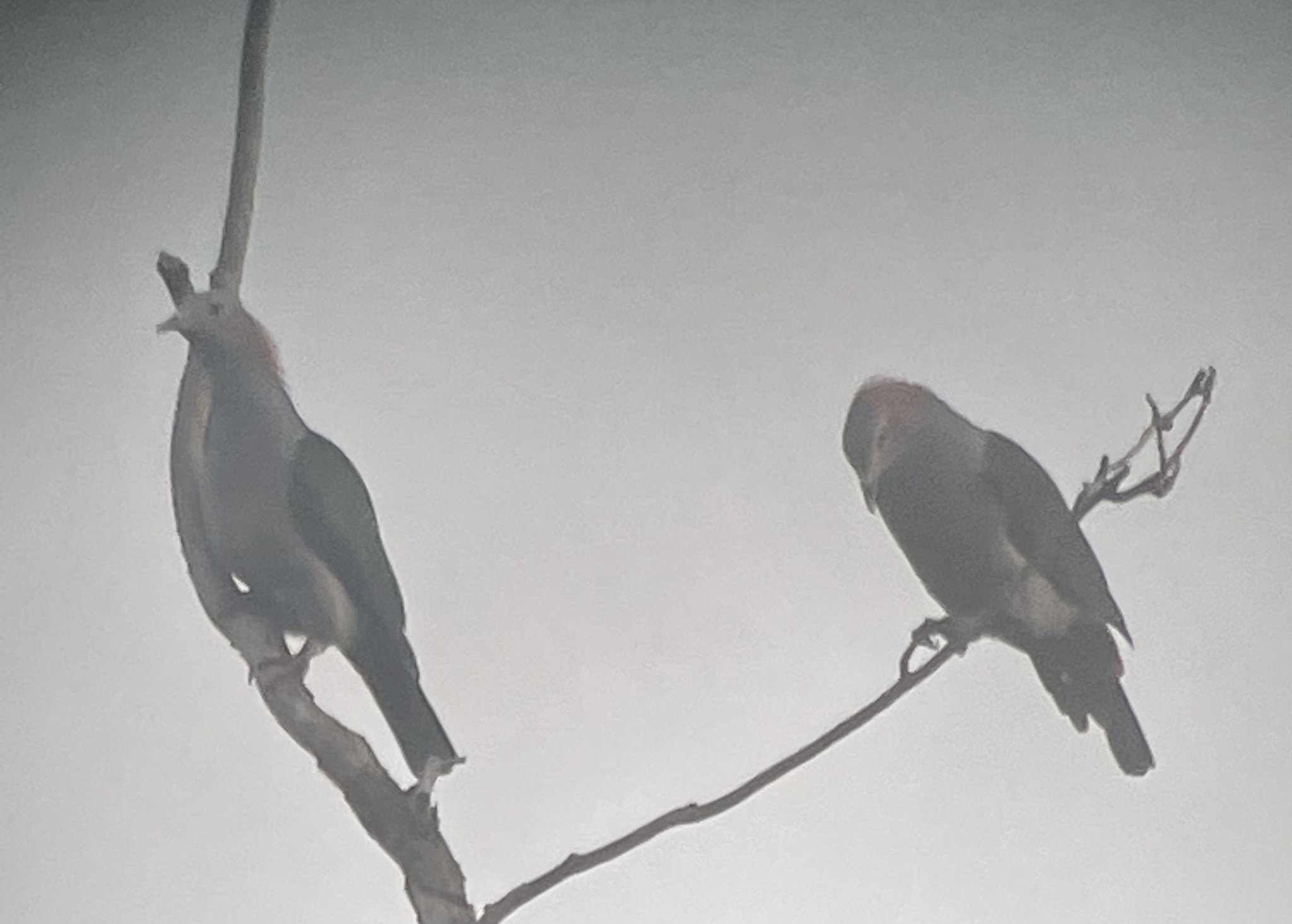 Green Imperial Pigeon