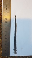 Nectarinia famosa
