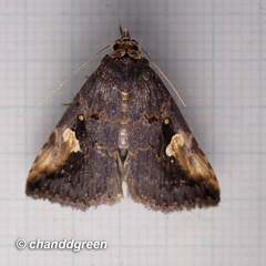 Pseudosphetta fissisigna