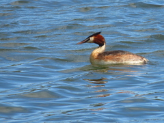 Podiceps cristatus australis