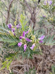Mundulea sericea