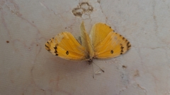 Colotis fausta