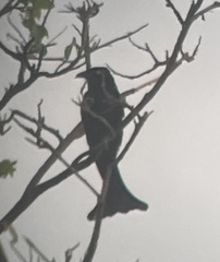 Dicrurus hottentottus