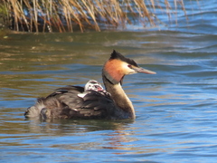 Podiceps cristatus australis