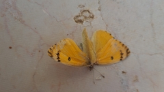 Colotis fausta