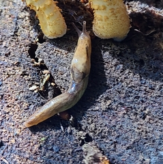 Prophysaon andersonii