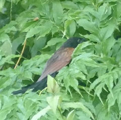 Centropus bengalensis