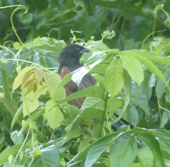 Centropus bengalensis