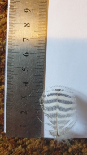 Plume de Dendrocygne veuf