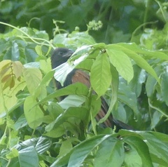 Centropus bengalensis