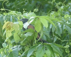 Centropus bengalensis