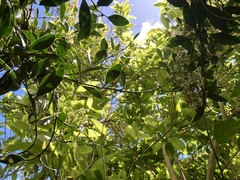 Parsonsia capsularis