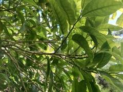 Melicytus ramiflorus