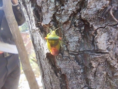 Acanthosoma labiduroides