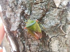 Acanthosoma labiduroides