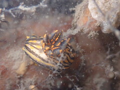 Polycera atra